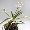 Neofinetia falcata shunkyuden 春及 